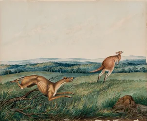 Dog Chasing a Kangaroo